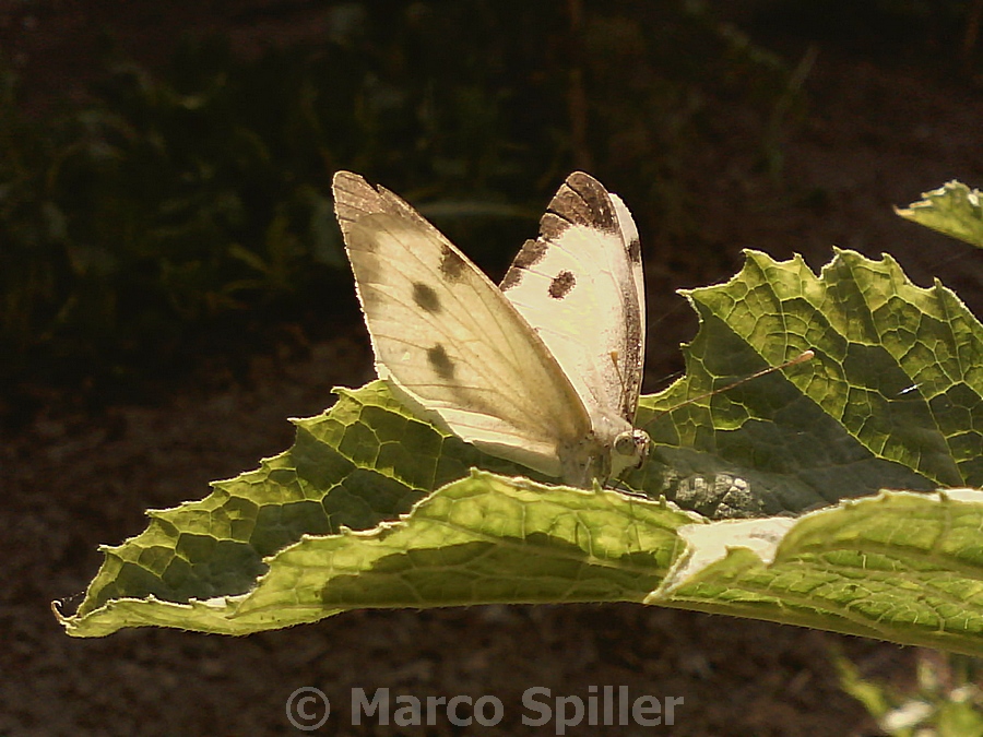 Pieris brassicae